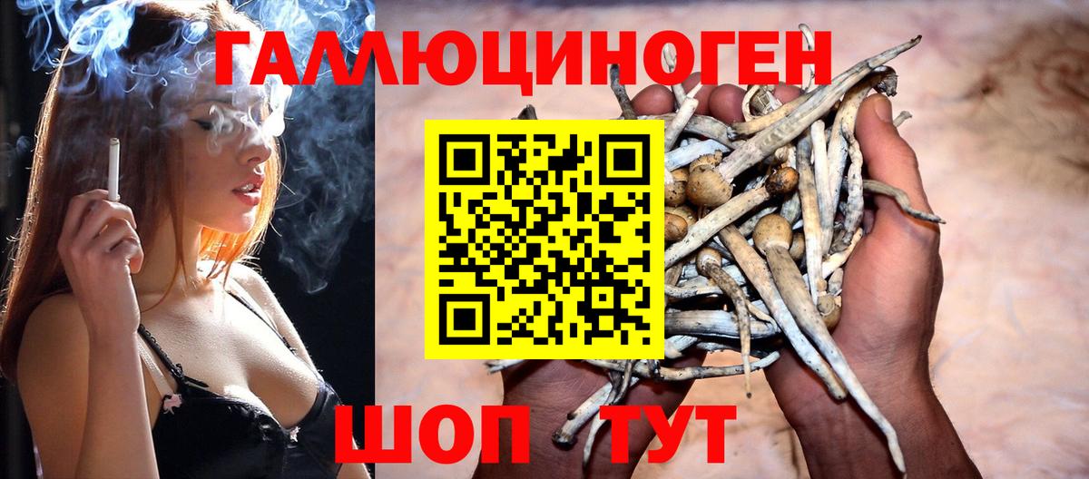 Галлюциногенные грибы Psilocybine cubensis Жуковский
